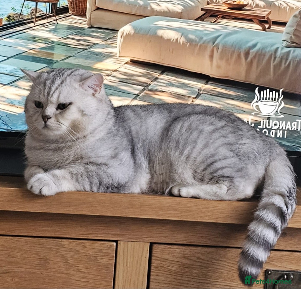 British Shorthair cats for sale: British Shorthair GCCF Stud DNA tested champion  - Advert 1