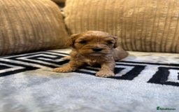 Cavapoo dogs for sale: 🐶 Beautiful Red Cavapoo Puppies – Ready November  - Image 32