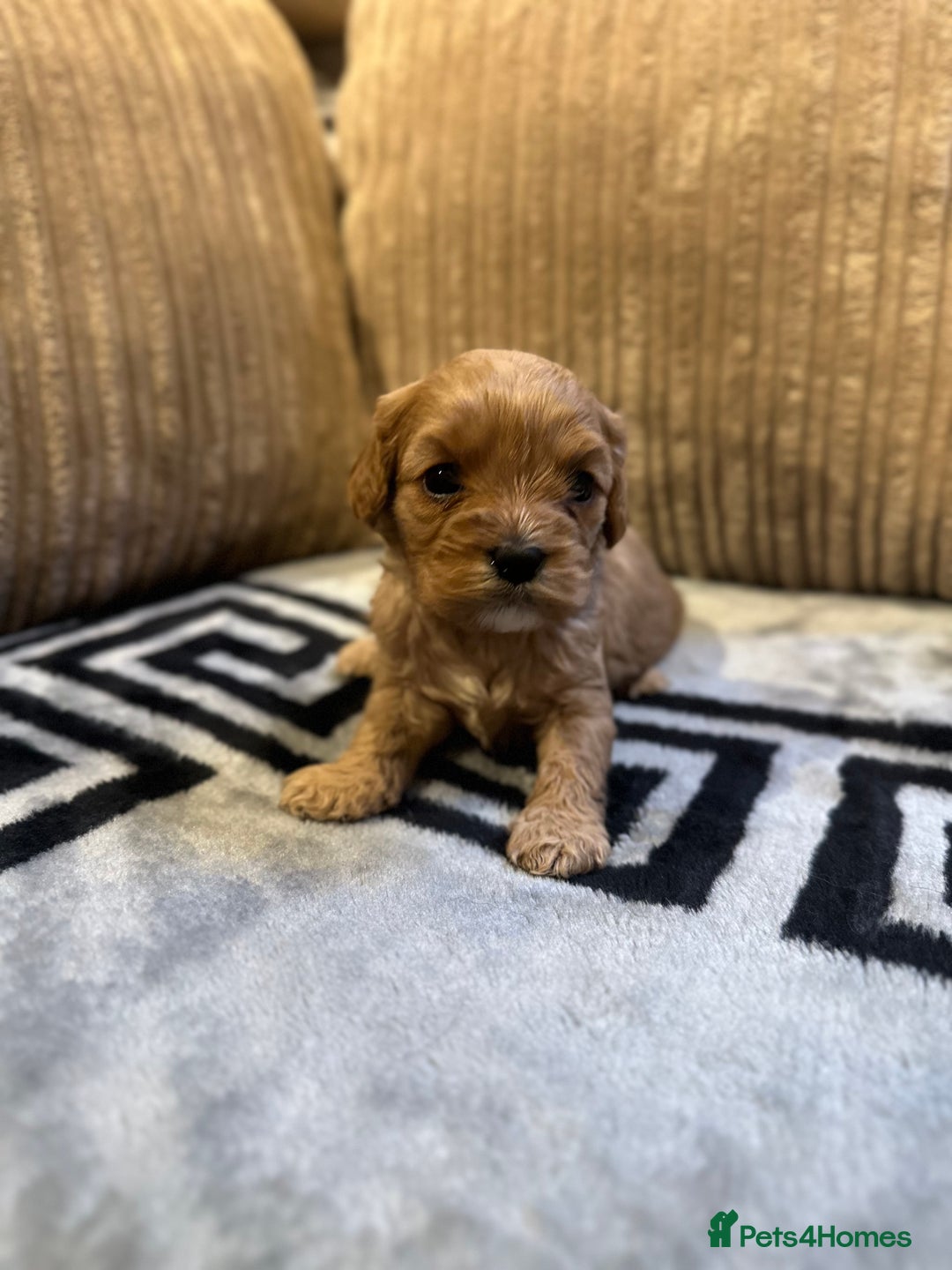 Cavapoo dogs for sale: 🐶 Beautiful Red Cavapoo Puppies – Ready November  - Image 32