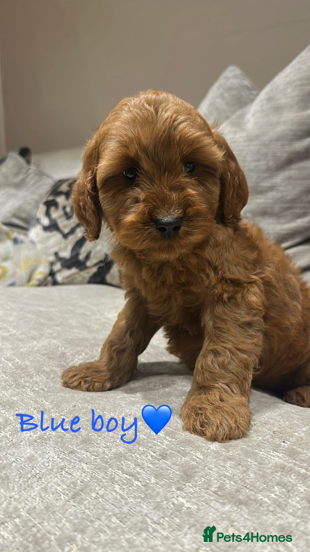 Cockapoo dogs for sale: 🐾Adorable toy cockapoos ready now 🐾 - Advert 17