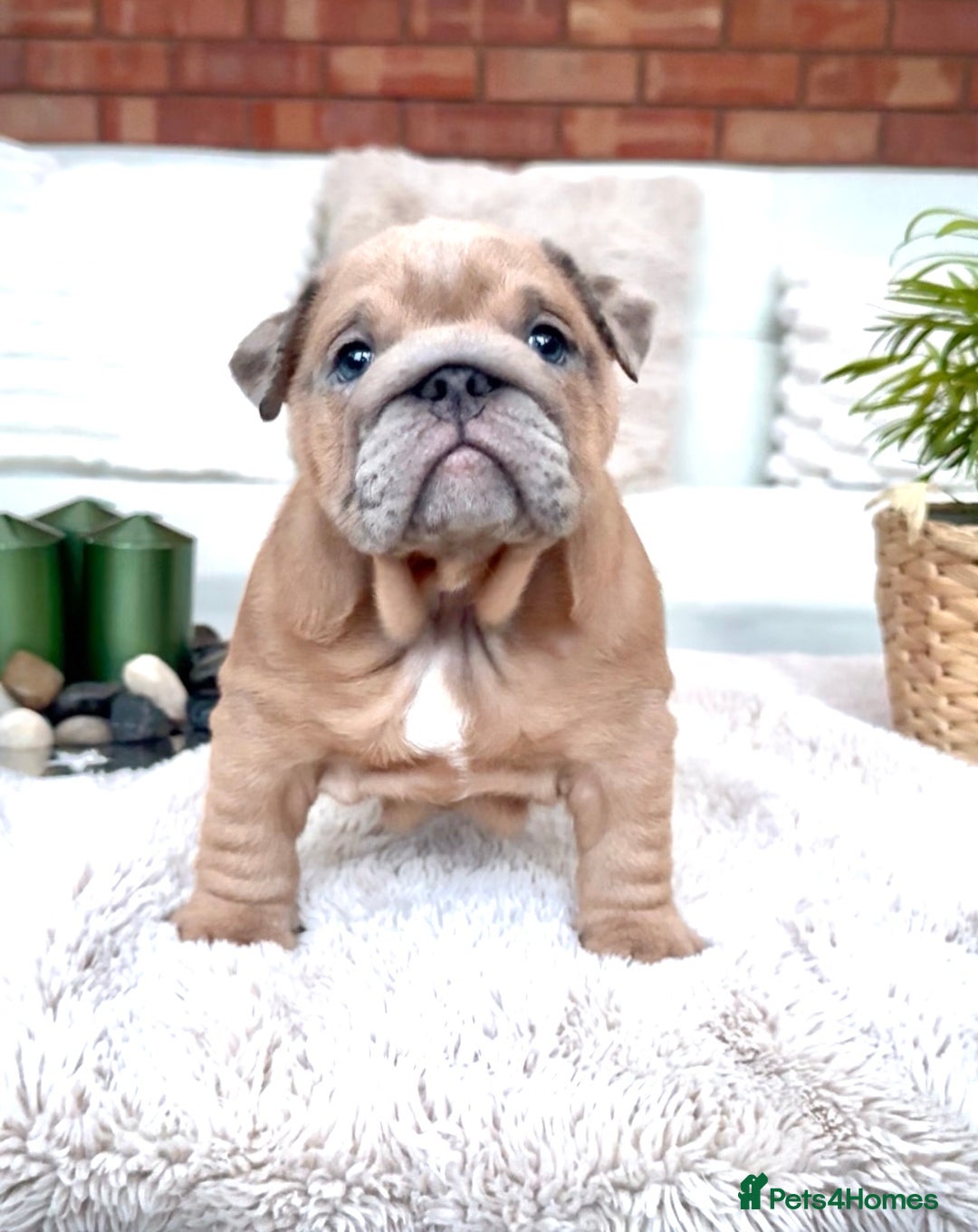English Bulldog dogs for sale: Stunning litter of coloured Bulldogs home reared - Advert 24