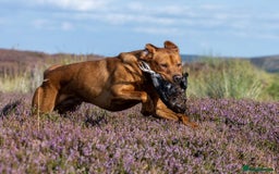 Labrador Retriever dogs for sale: Fox Red Labrador Puppies from Working Parents - Image 6