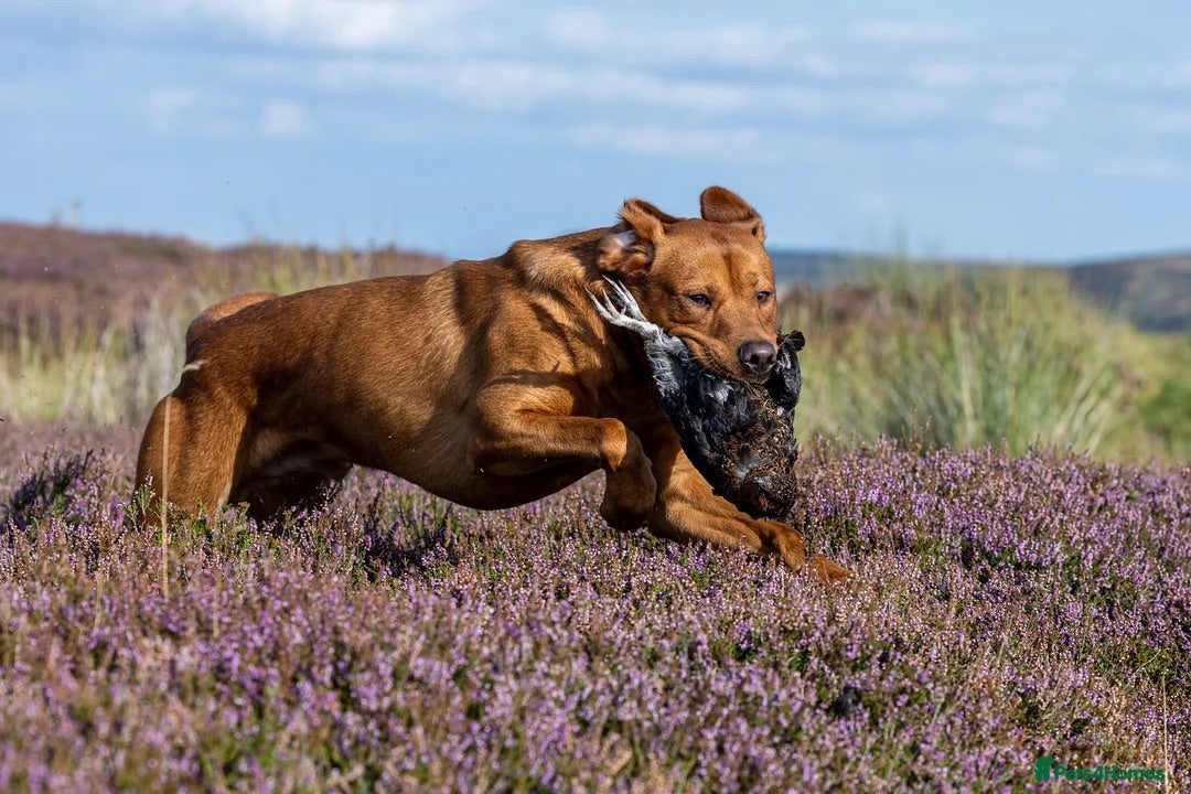 Labrador Retriever dogs for sale: Fox Red Labrador Puppies from Working Parents - Image 6