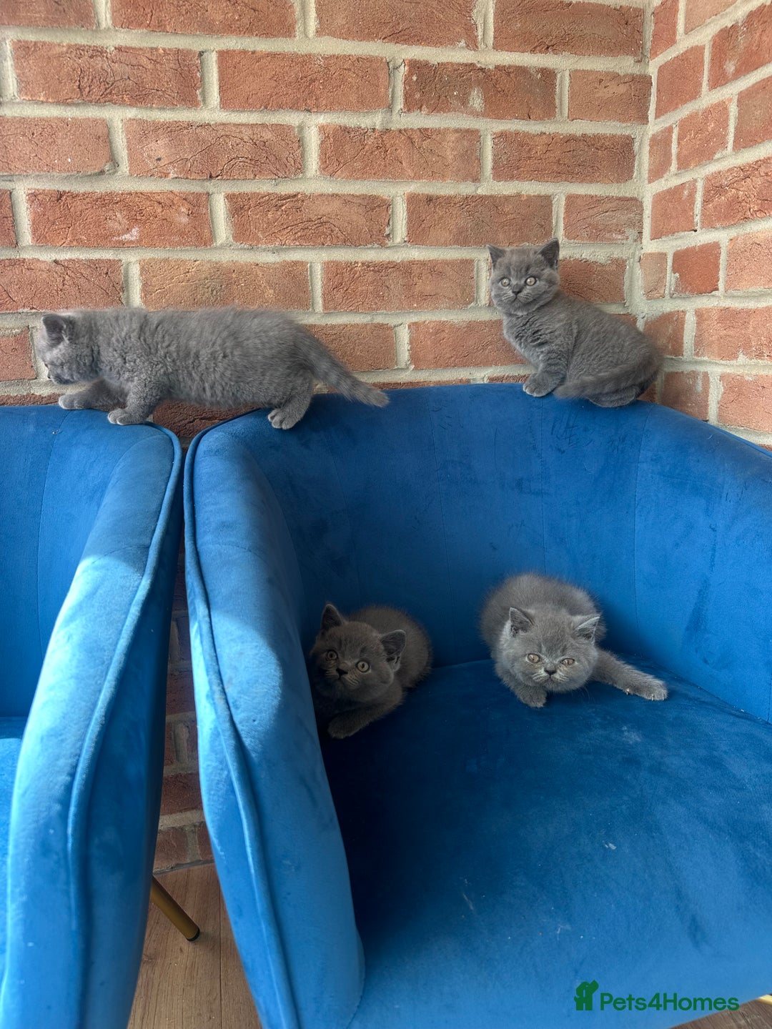 British Longhair cats for sale: British longhair kittens ready for 🏠 now - Image 1