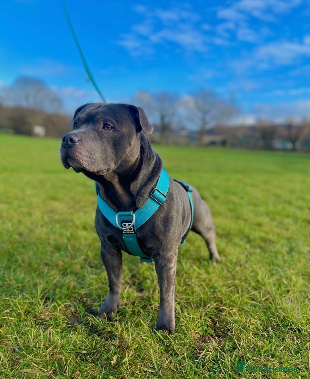 Staffordshire Bull Terrier dogs for sale: Blue Staffordshire Bull Terrier Champion Pup - Advert 14