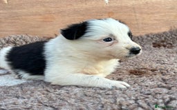 Border Collie dogs for sale: ISDS Registered border collie pups - Image 6