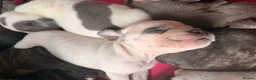 Mixed Breed dogs for sale: Frenchie x staff puppies  in Alfreton - Advert 18