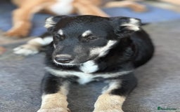 Mixed Breed dogs for adoption: GIZMO - a Lovely young boy for a Loving Home - Image 3