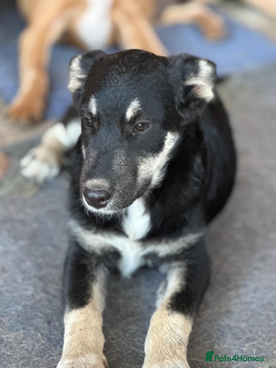 Mixed Breed dogs for adoption: GIZMO - a Lovely young boy for a Loving Home - Image 3
