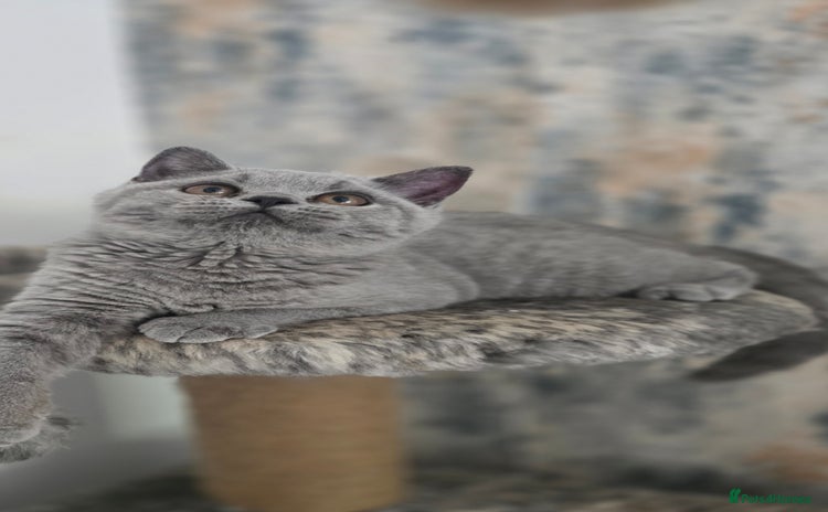 British Shorthair cats - Advert 1