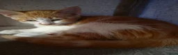 British Shorthair cats for sale: Kitten  - Advert 4