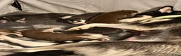 Siberian Husky dogs for sale: Siberian Husky Puppies  - Advert 25