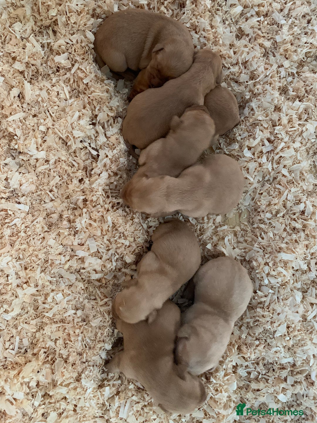 Labrador Retriever dogs for sale: Fox Red Labrador Puppies for sale  in Cumnock - Image 7