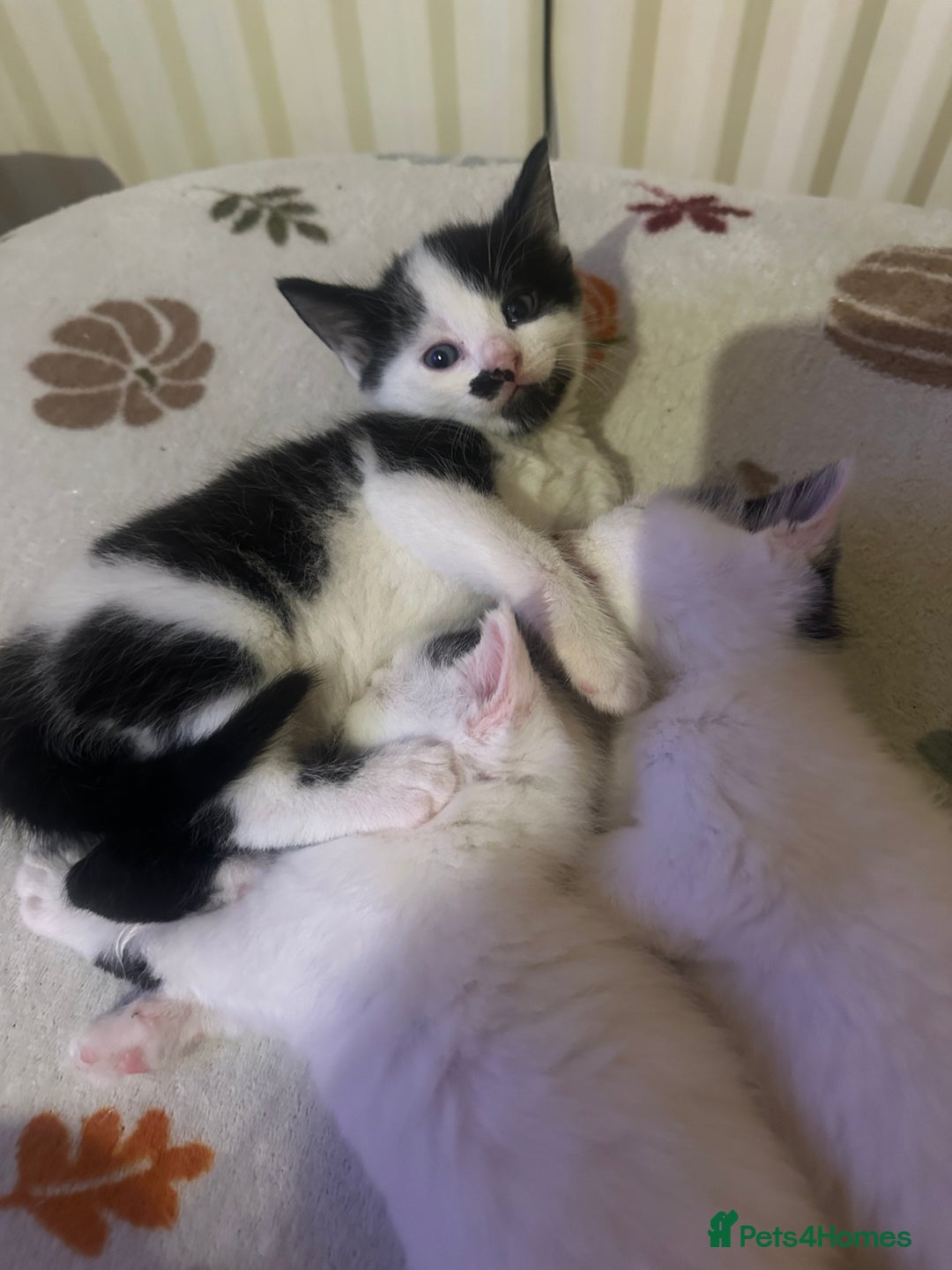 Mixed Breed cats for sale: Fluffy kittens - Image 20