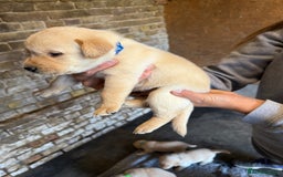 Labrador Retriever dogs for sale: Beautiful Red/Champagne Labrador puppies for sale. - Image 9