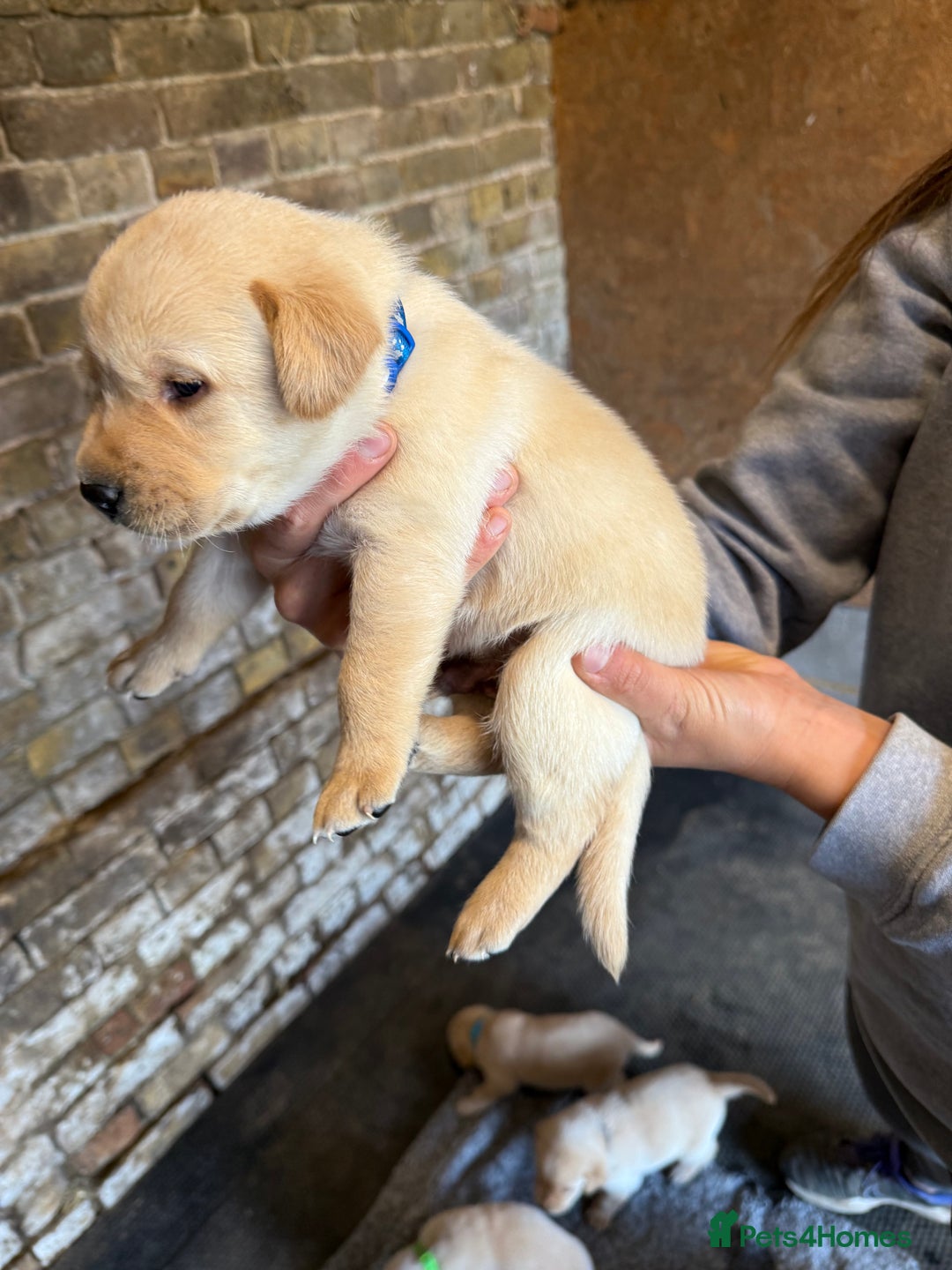 Labrador Retriever dogs for sale: Beautiful Red/Champagne Labrador puppies for sale. - Image 9