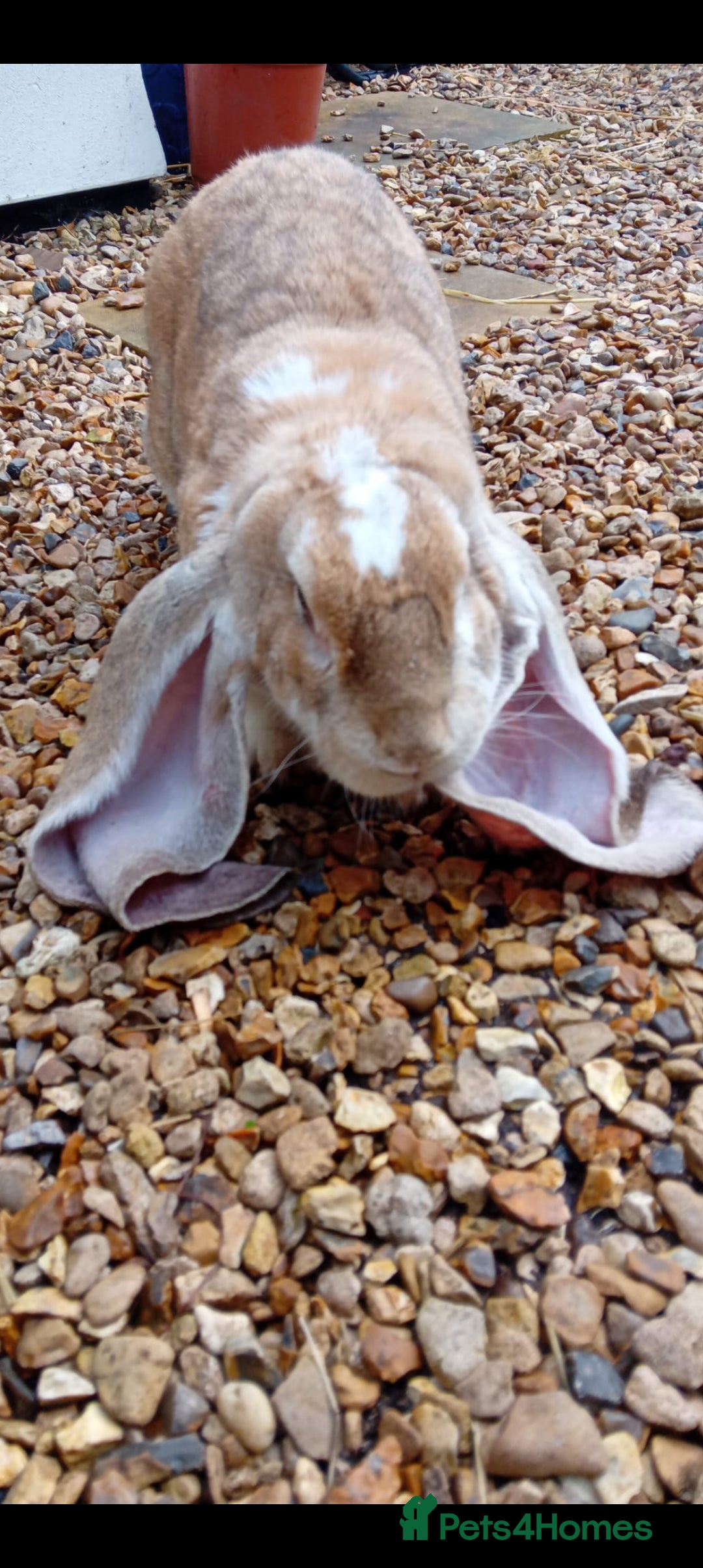 English Lop rabbits for sale: Baby English  lop rabbit - Advert 4