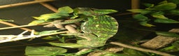 Chameleon reptiles for sale: Female Panther Chameleon  - Advert 2