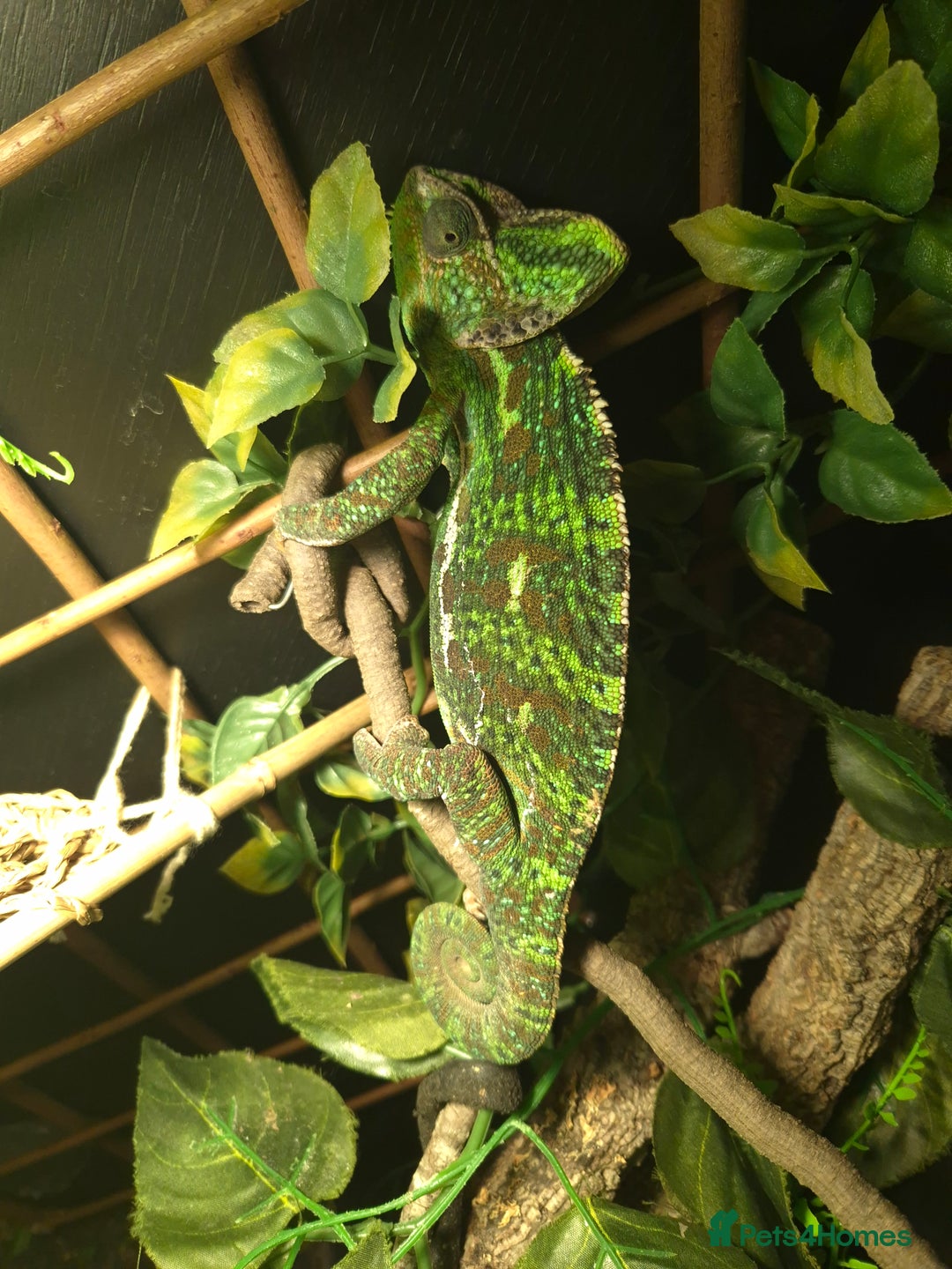 Chameleon reptiles for sale: Female Panther Chameleon  - Advert 2