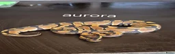Python Snake reptiles for sale: Mixed juvinile royals - Advert 1