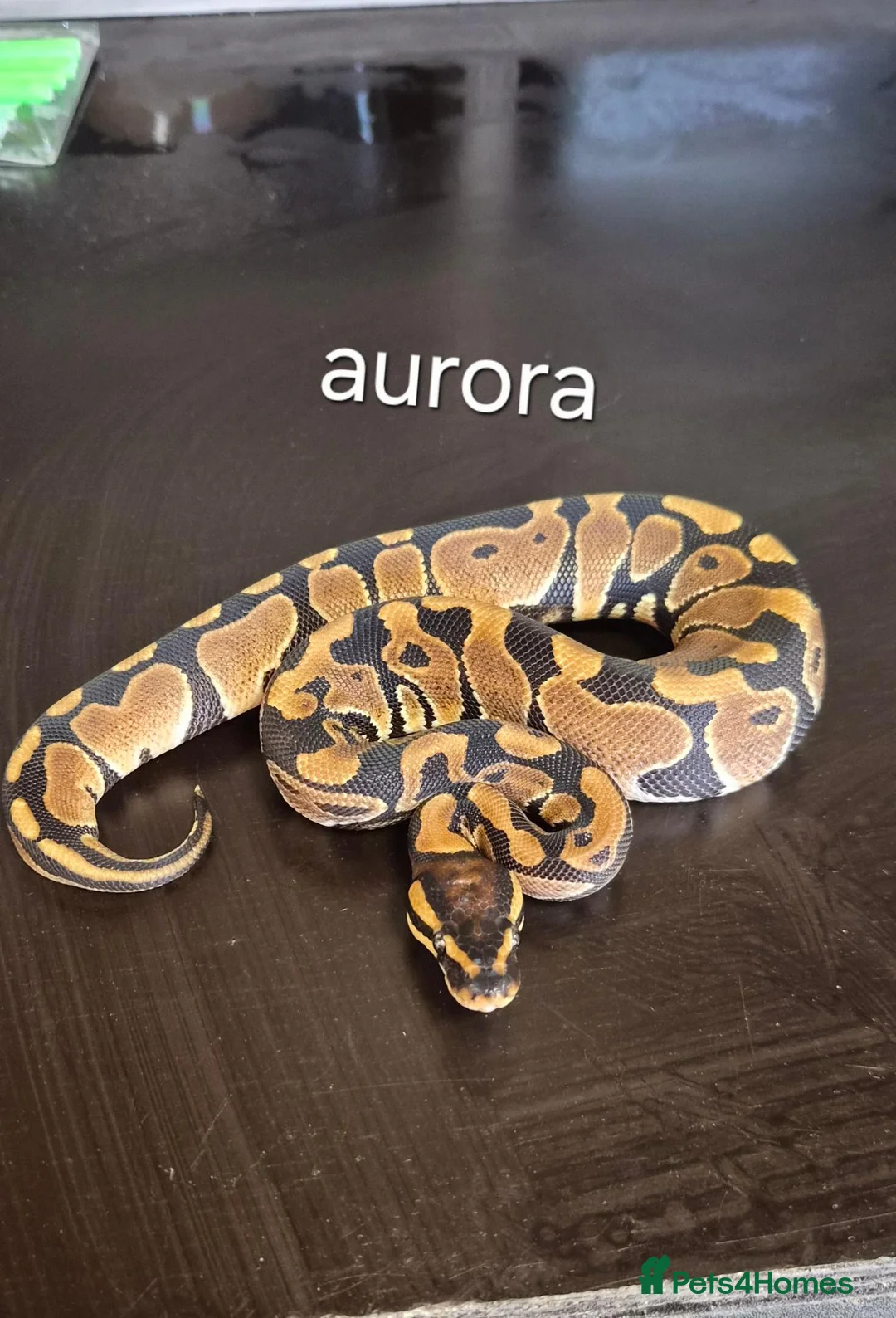 Python Snake reptiles for sale: Mixed juvinile royals - Advert 1