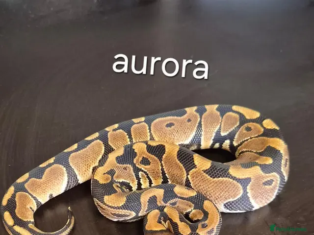 Python Snake reptiles for sale: Mixed juvinile royals - Advert 1