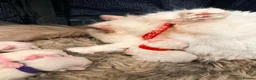 Ragdoll cats for sale: 5 ragdoll kittens  - Advert 21