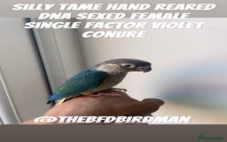 Conures birds for sale: 100% SILLY TAME HAND REARED DNA SEXED BABY CONURES - Image 2