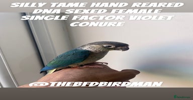 Conures birds - Advert 4