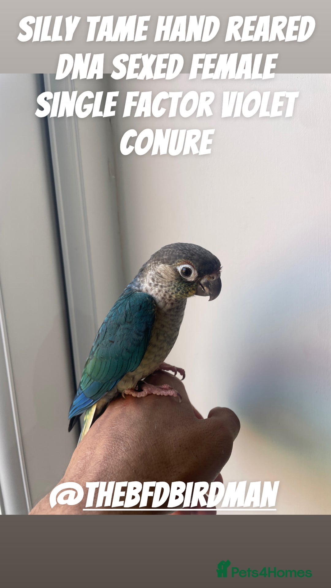 Conures birds for sale: 100% SILLY TAME HAND REARED DNA SEXED BABY CONURES - Image 2