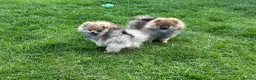 Pomeranian dogs for sale: ❤️ READY NOW! Stunning Pomeranian puppies 🐶❤️ - Advert 3