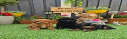 Maltipoo dogs for sale: F1B Maltipoo Rare Colours DNA Tested  - Advert 15