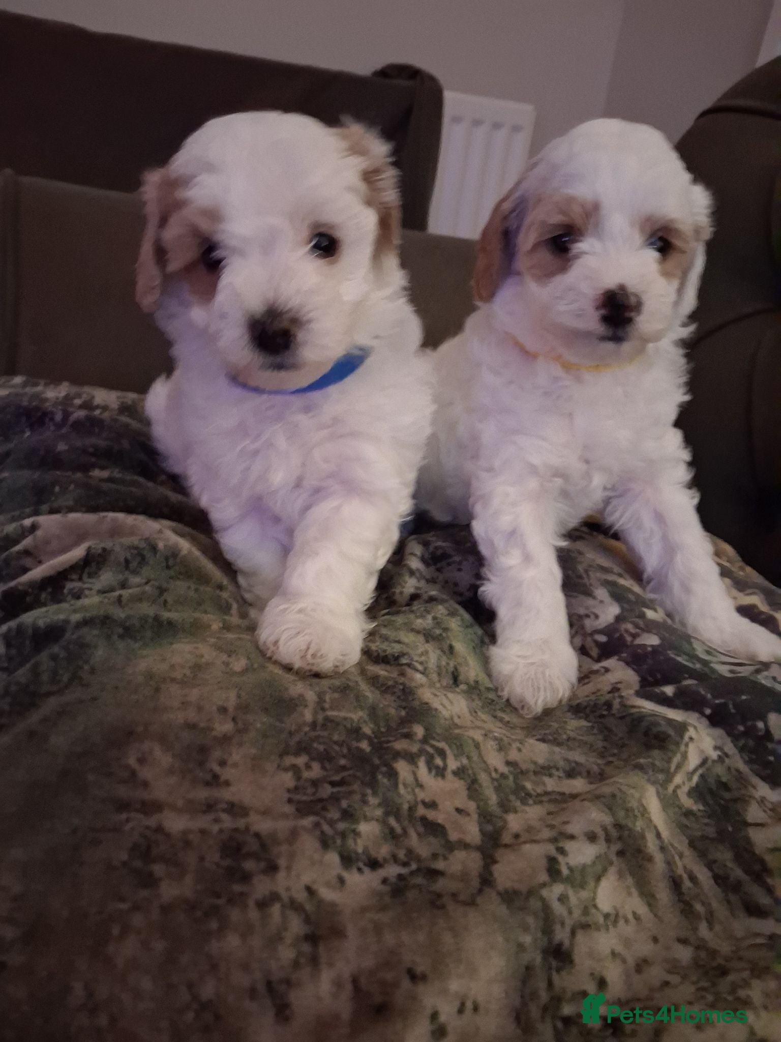 Maltipoo dogs Stunning Maltipoo Puppies Available from 15.09.26 - Advert 4