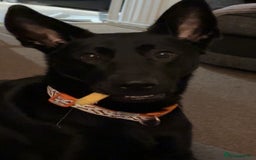 Mixed Breed dogs for sale: Female German Shepard x Lab - Image 2