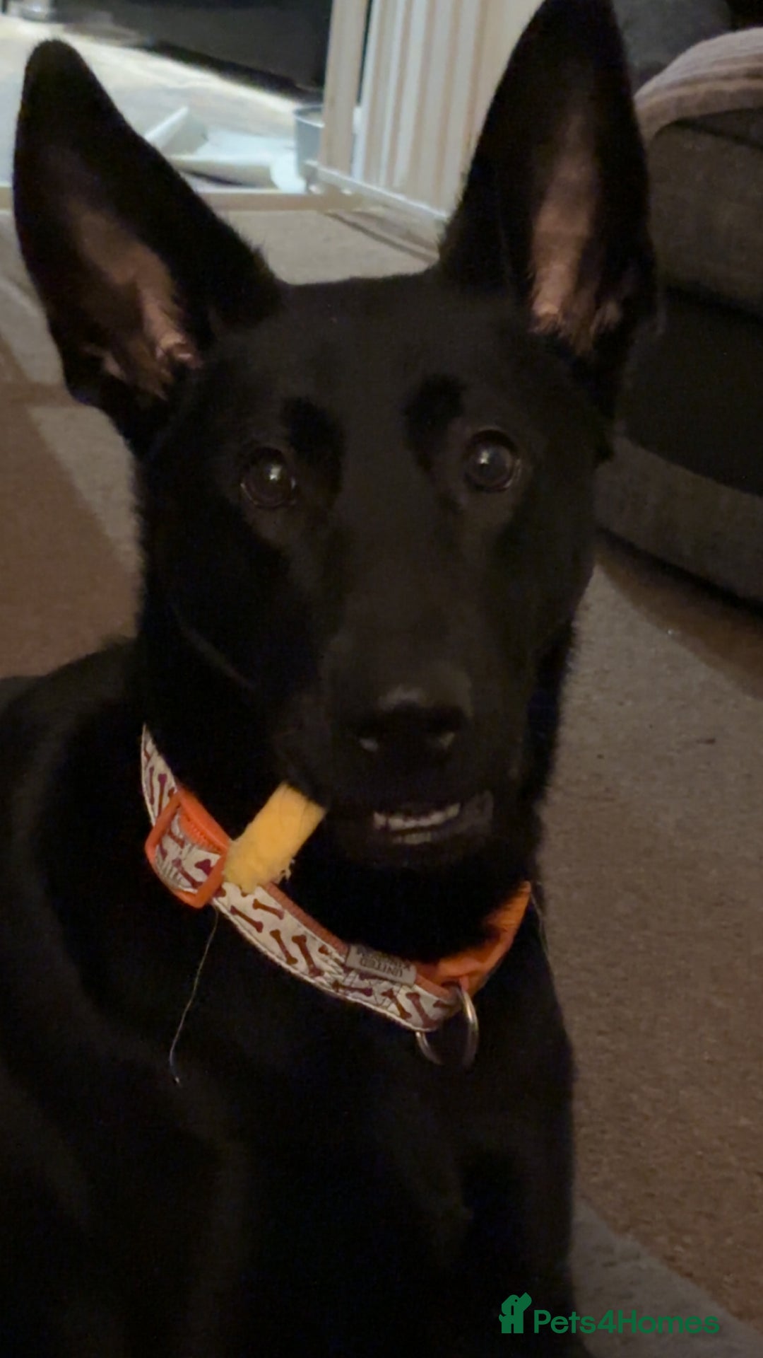Mixed Breed dogs for sale: Female German Shepard x Lab - Image 2