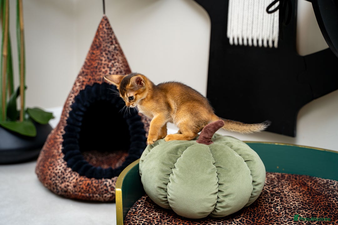 Abyssinian cats for sale: Elegant Abyssinian Kittens Champion Lines 🏆 🥇  - Image 26