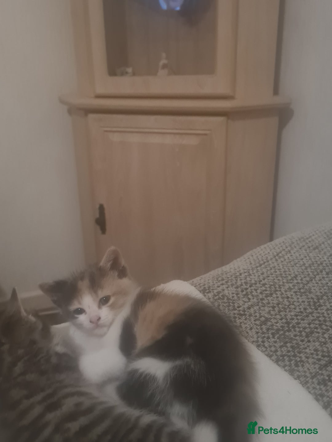Mixed Breed cats for sale: 5 beautiful tabby kittens  - Image 4