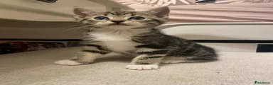 Tabby girl with white socks