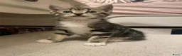 Mixed Breed cats for sale: Beautiful kittens for sale. - Advert 2