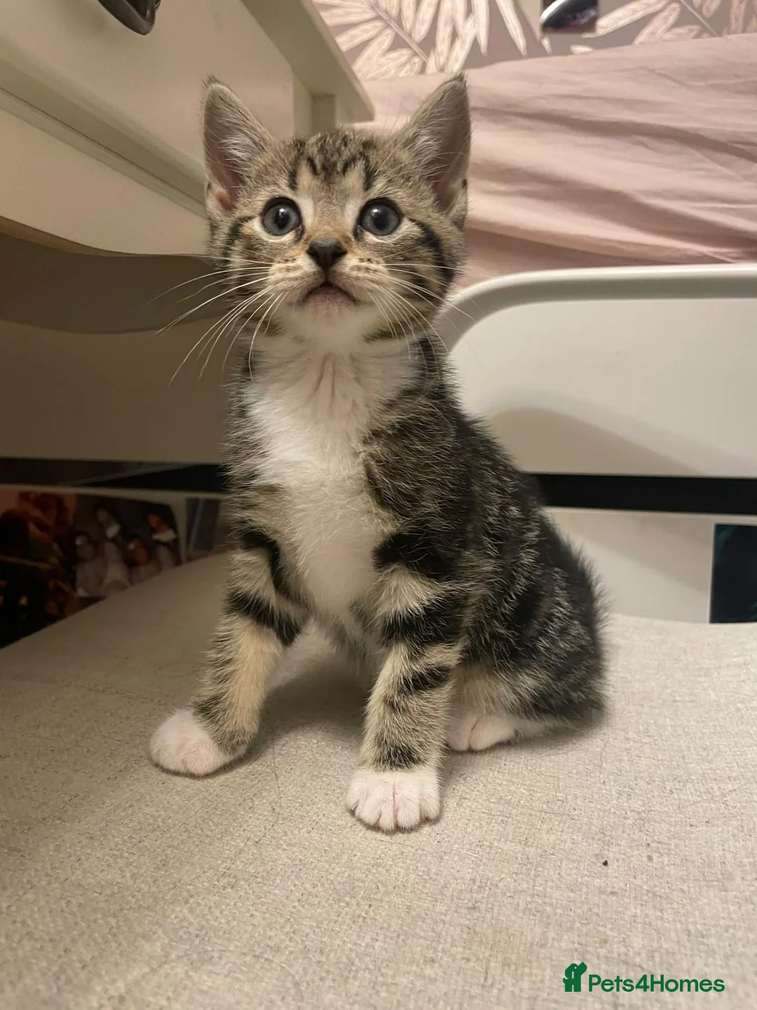 Mixed Breed cats for sale: Beautiful kittens for sale. - Advert 2