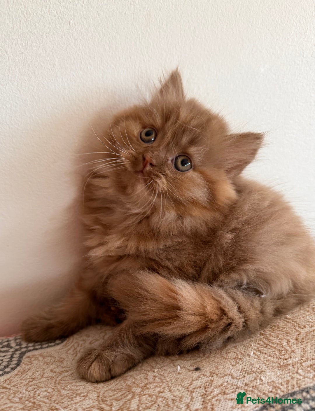 British Longhair cats for sale: British Longhair girls TICA registered  - Advert 16