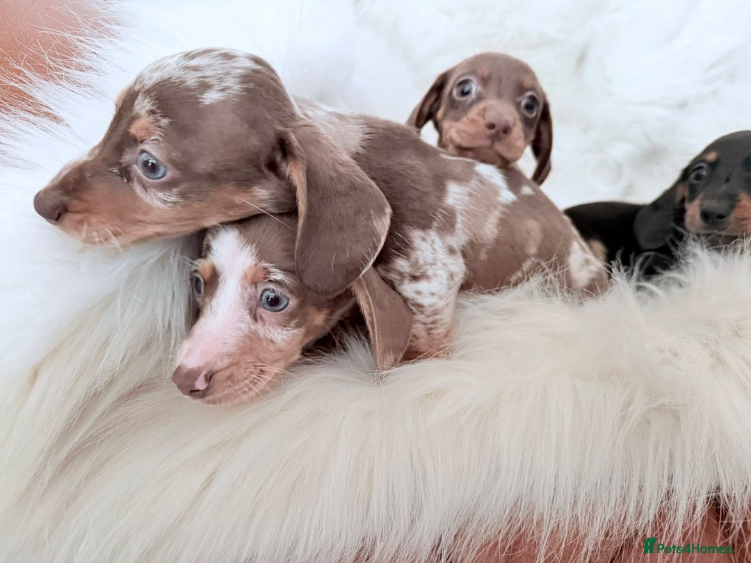 Miniature Dachshund dogs for sale: Stunning Litter of Miniature Dachshund Pups  - Image 14