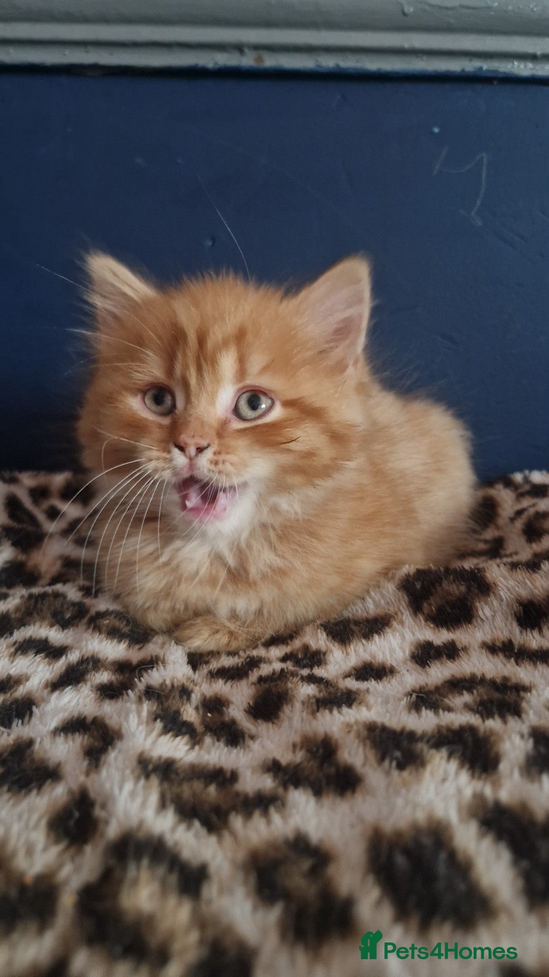 Mixed Breed cats 3 adorable kittens left! - Advert 6