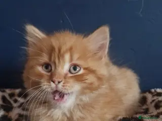 Mixed Breed cats 3 adorable kittens left! - Advert 6