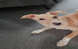 Mixed Breed dogs for adoption: Fely  - Image 7
