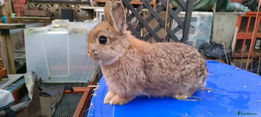 Netherland Dwarf rabbits for sale: Adorably Cute Baby Netherland Dwarves- M and F  - Advert 4