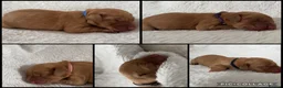 Labrador Retriever dogs for sale: ‼️Gorgeous DARK fox red Labrador puppies‼️ - Advert 1