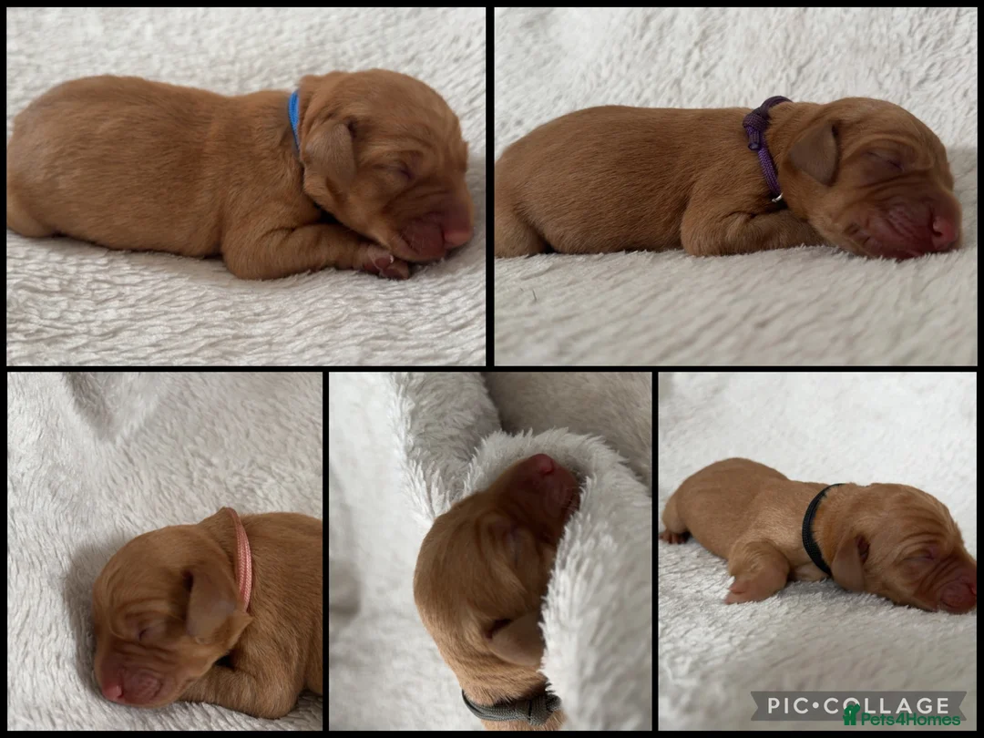 Labrador Retriever dogs for sale: ‼️Gorgeous DARK fox red Labrador puppies‼️ - Advert 1