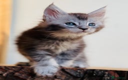 Maine Coon cats for sale: Beautiful pure bred Maine Coon kittens - Image 11
