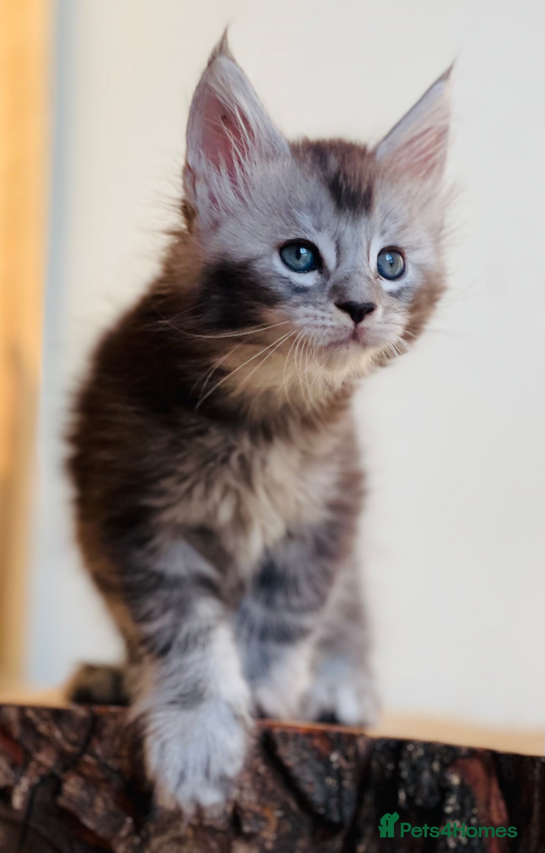Maine Coon cats for sale: Beautiful pure bred Maine Coon kittens - Image 11